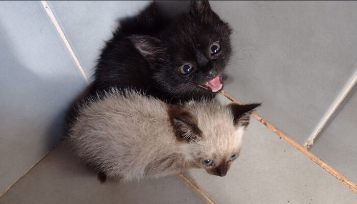 Grandma Adopted New Cats And Sent Me This Pic Of Them - Smol & Angy