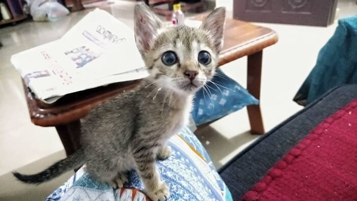 Adoptado gatito callejero ilegalmente pequeñín