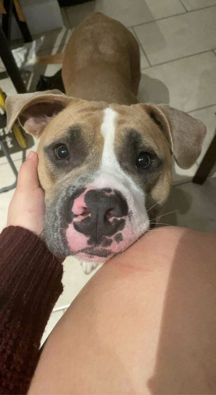 Este es Toffee, lo acabo de adoptar del refugio. Estaba sollozando mientras lo acariciaba a través de un pequeño agujero en su corral, era el único perro que no ladraba, está bajo de peso y es tímido, ha hecho que la vida valga la pena