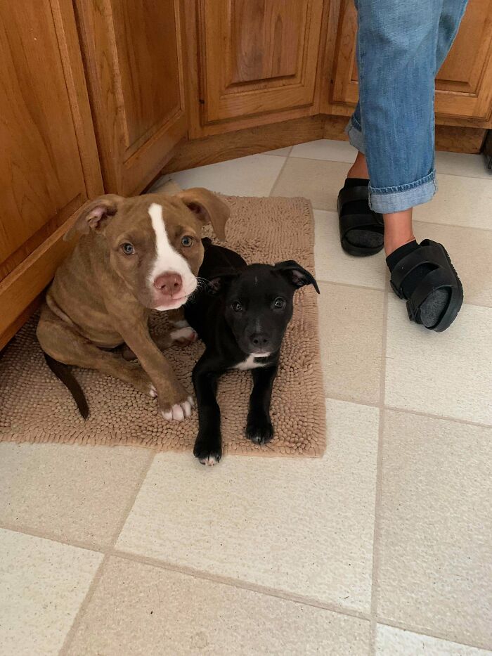 Oficialmente adoptado mi fracaso de acogida Nova hoy. Mi mamá tiene a su hermana Lily