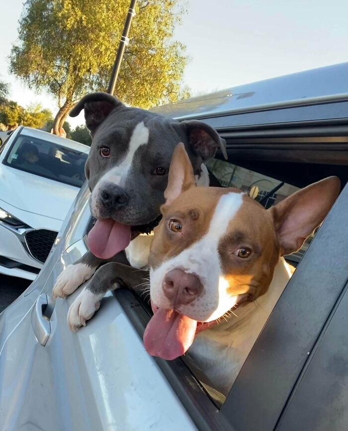 ¡Permitidme que os muestre a mis dos locuelos! Ambos fueron adoptados de refugios y ahora son los mejores amigos. ¡Yoda y Groot!