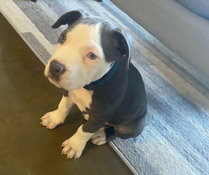 I Just Adopted This Amazing 9 Week Old Chunky Boy. Say Hello To Rocky!! If He Ever Stops Sleeping I’ll Be Sure To Tell Him