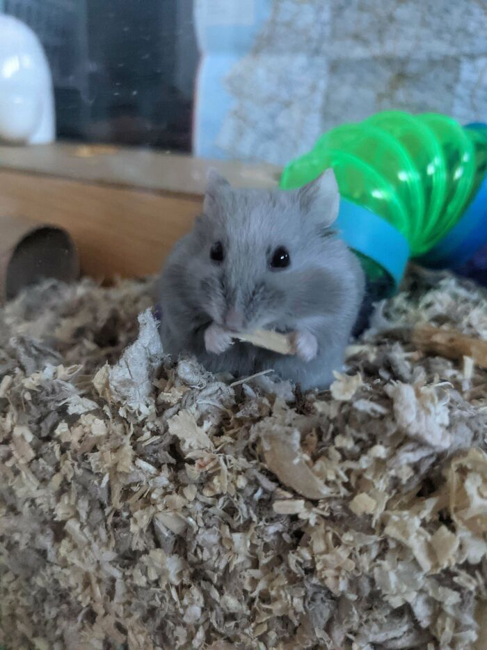 Meet My New Little Girl, Ceres. I Adopted Her Today And I Love Her So Much Already