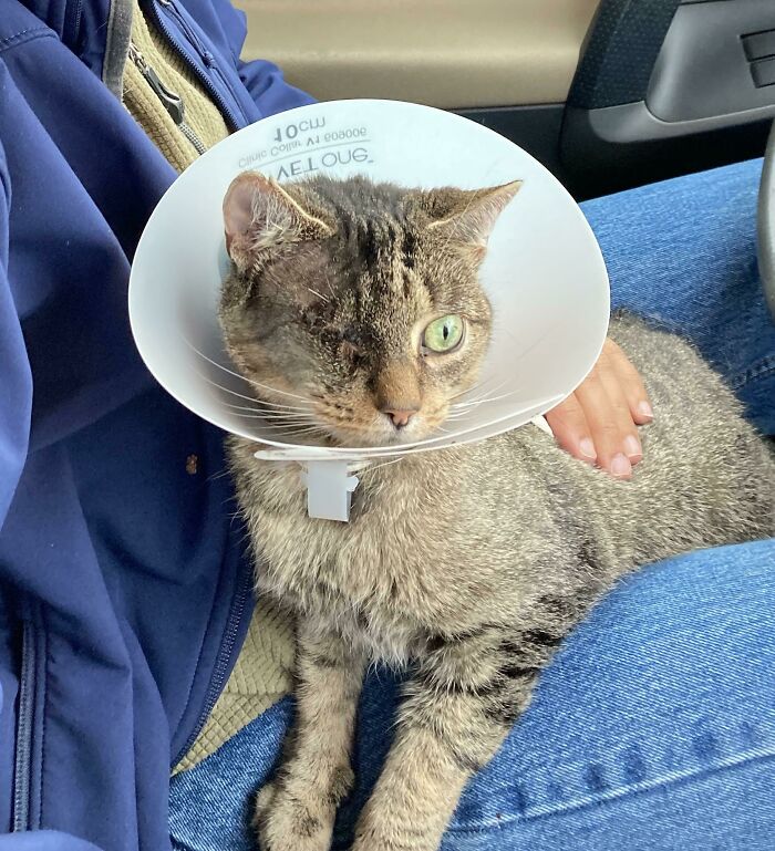 ¡Acabamos de adoptar a esta dulce pirata de 7 años y ya la queremos mucho!