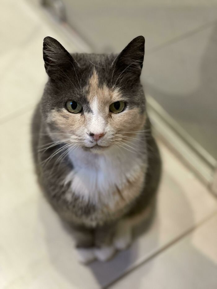 Just Welcomed A New Member Into Our Family. I Saw Gandalf On The Adoption Centre’s Website And She Immediately Stole My Heart! 