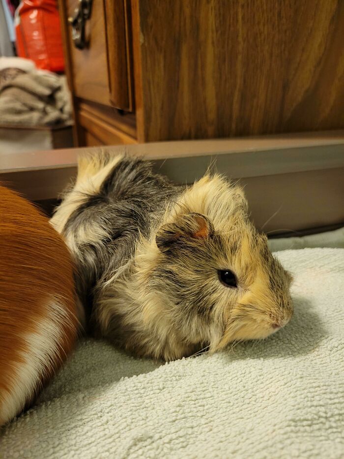 I Just Adopted This Little Prince And I Need Help Naming Him. Do You Have Any Suggestions?