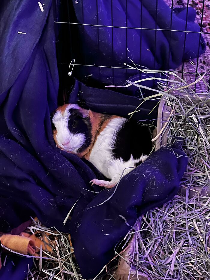 Just Posting My Sweet Baby, I Adopted Her From The Shelter And She’s So Happy