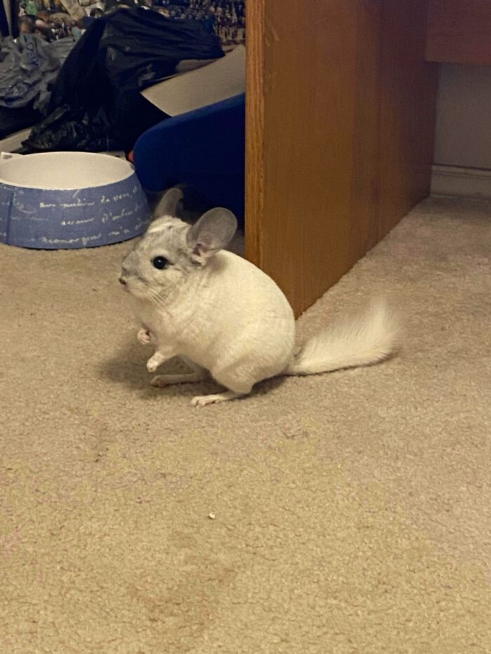 Adopté a este bebé