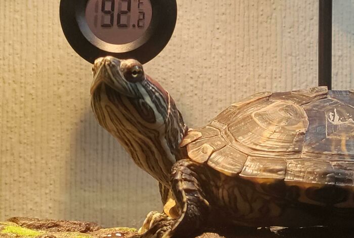 Just Adopted This Cutie From A Neglectful Home. I Like To Think He's Smiling At Me