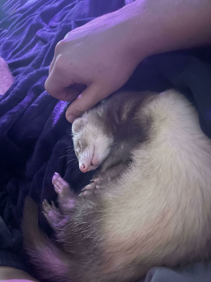 Newly Adopted Baby Settling In On Her Second Day In Her New Home