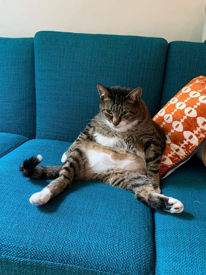 Este es mi gato rescatado por 20 dólares. Nadie lo quería en el refugio. Es un poco raro. Tiene hipoplasia cerebelosa, no tiene el instinto de ponerse recto y siempre está entrecerrando los ojos