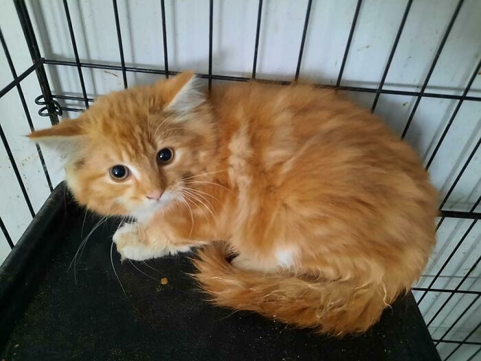 Cain ha sido adoptado. Ahora nos quedan los últimos 45 gatos. Para aquellos que no lo saben, rescatamos 130 de un acaparador