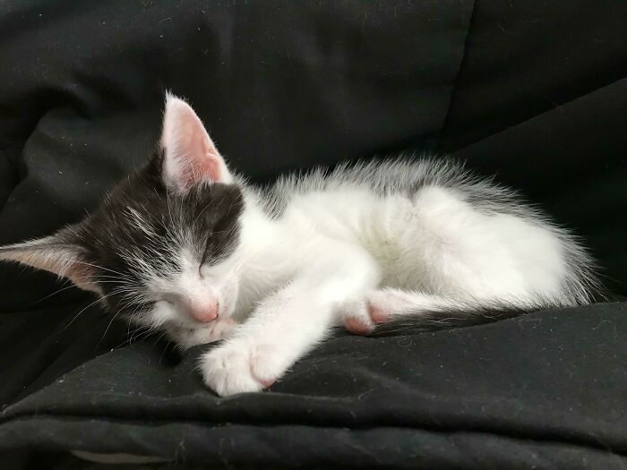 Last Week I Rescued This 7 Week Old Baby Boy. Lately He’s Been Staring Me Down In The Eye And Blinking Very Slowly. What Does This Mean?