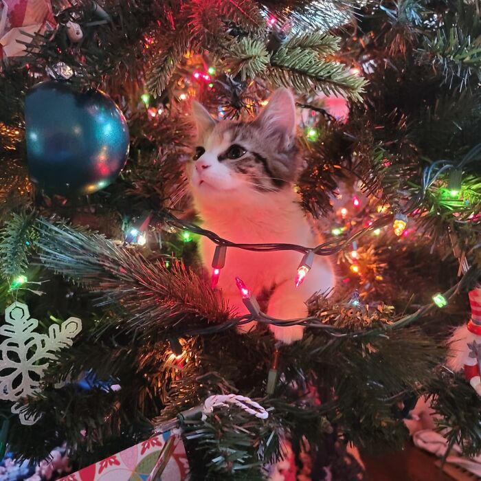 Tiabeanie Is Thoroughly Enjoying Her First Christmas