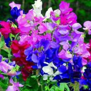 catatonic1011 avatar