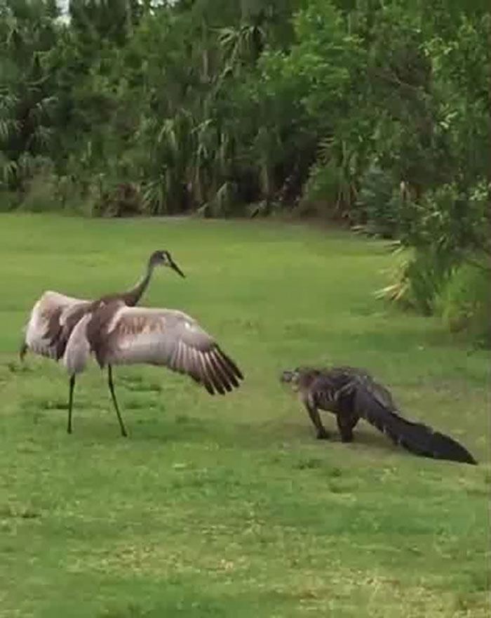 Animals With Powerful Auras