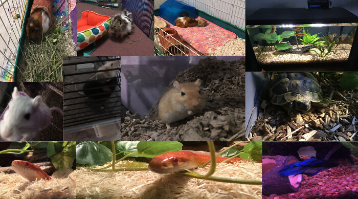 Here Are Some Of My Babies, We Also Have Two Dogs