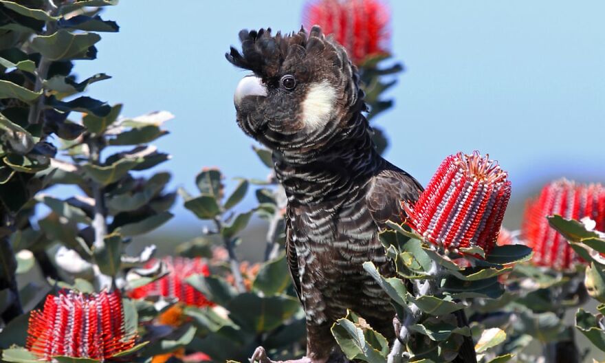 "BirdLife Australia" Released Their 2022 Calendar And It Features Incredible Bird Photographs