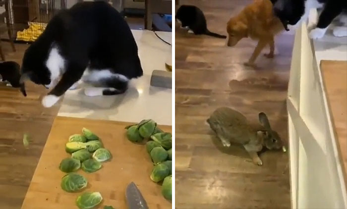 I'd Like To Believe The Cat Is Just Trying To Help The Other Animals, But I've Owned 5 Of Them