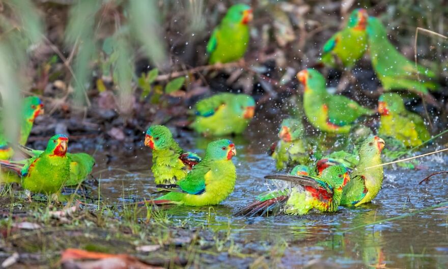 "BirdLife Australia" Released Their 2022 Calendar And It Features Incredible Bird Photographs