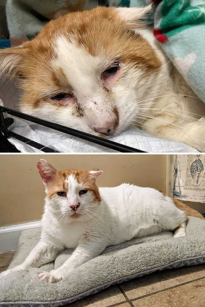 ¡Este chico nunca será abandonado o metido en una jaula de nuevo! ¡El rescate lo llamó Lucky, pero a mí me parece que le queda mejor Lu! Estoy muy feliz de traerlo a casa. ¡La vida dura se acabó para este chico!