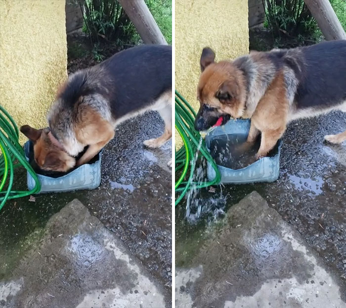 When You Want To Drink Water, But Can't Let Go Of The Ball