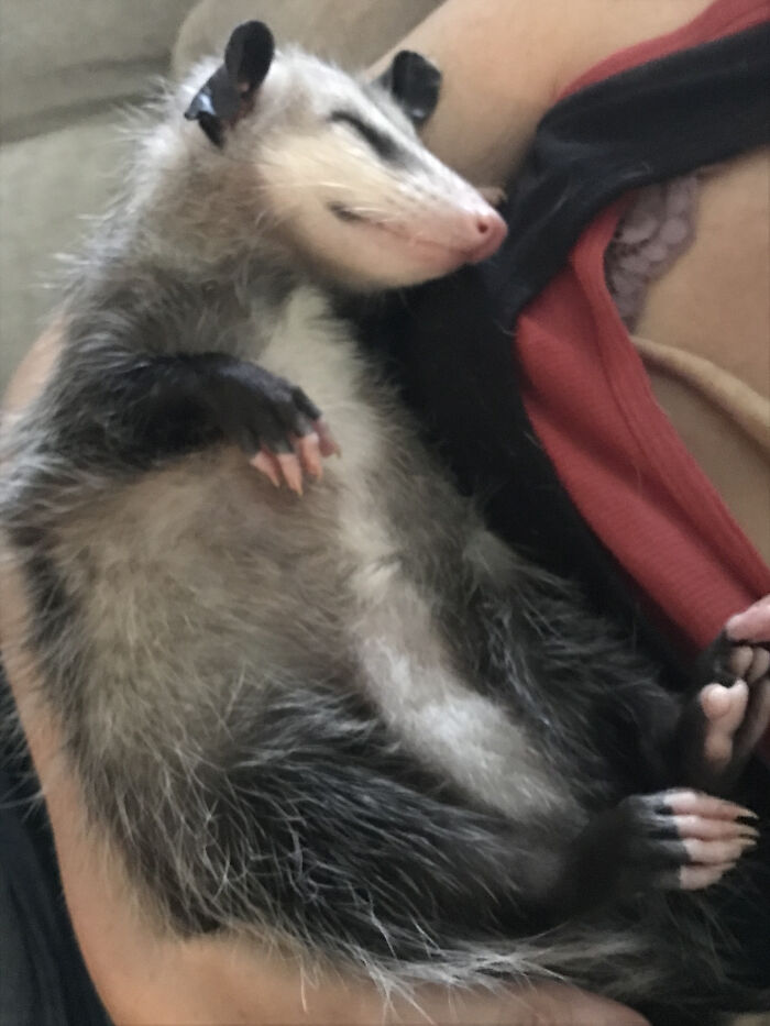 Does Is Count If The Pet Is Currently Unalive?