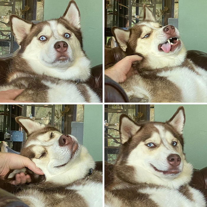 Four Stages Of Patting A Husky. 1. Shock. 2. Reluctance. 3. Enjoyment. 4. Smugness