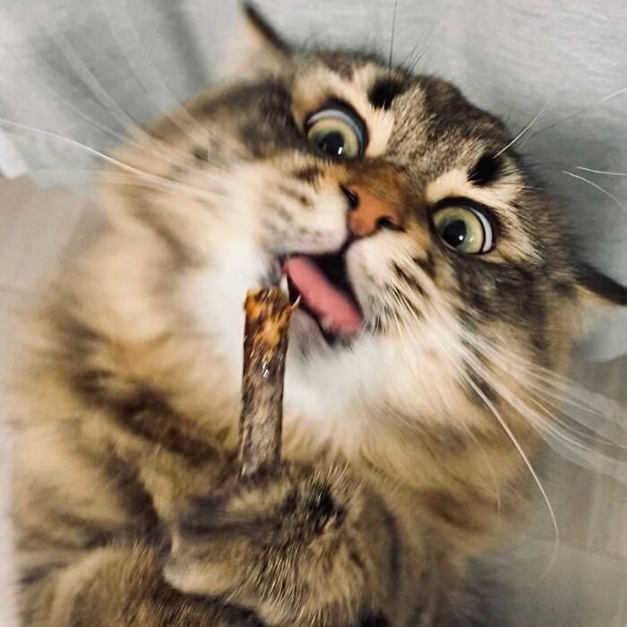 Meet Yamaneco, The Cat Who Has More Facial Expressions Than You