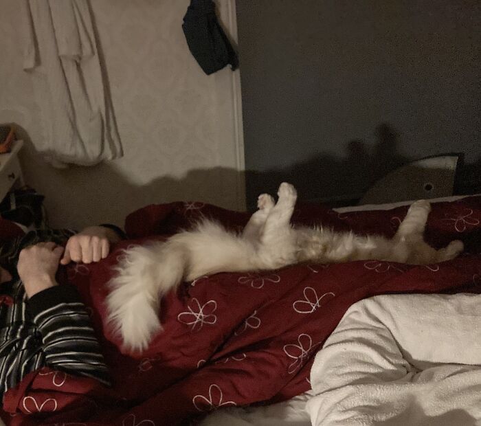 Error Kitten Sleeping