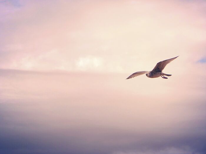 I Love Photographing Birds, I Like This One At Sunset