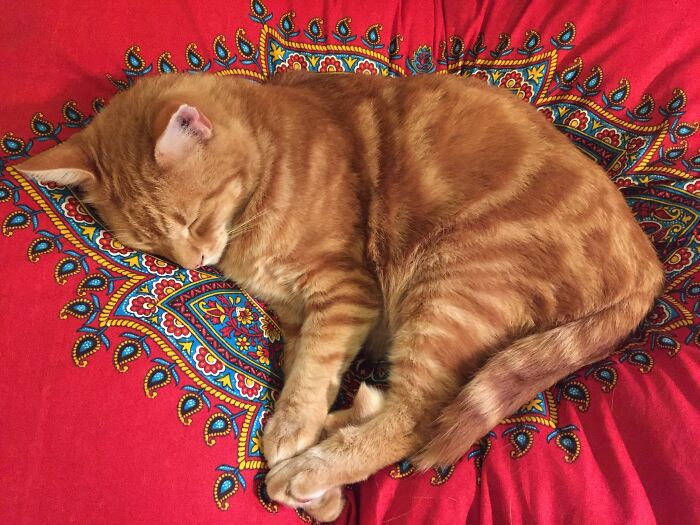 Ingwie On Boho Cushion