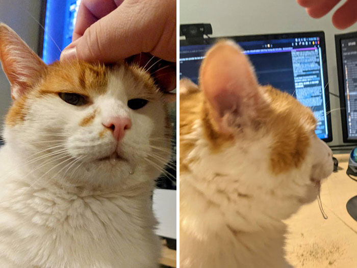 Samuel sufre sobrecargas salivales siempre que lo acaricio… cosa que hago bastante a menudo 