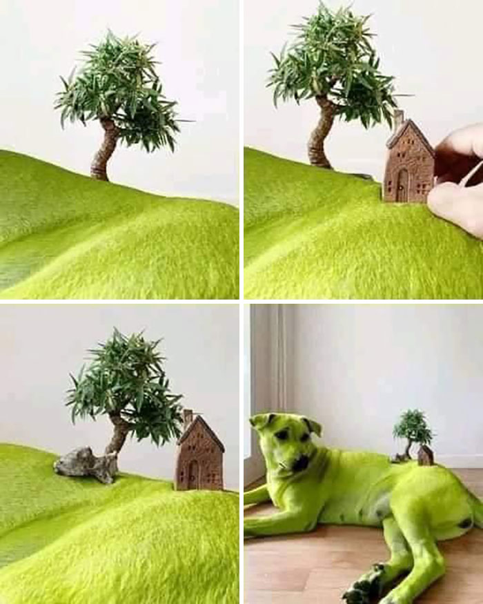 Animals With Powerful Auras