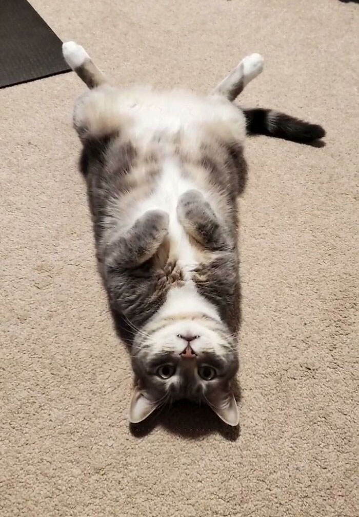 Adoptó este gato de 6 años del refugio. Le encanta su hogar definitivo