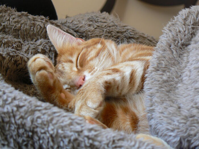 Ingwie In His Blankie