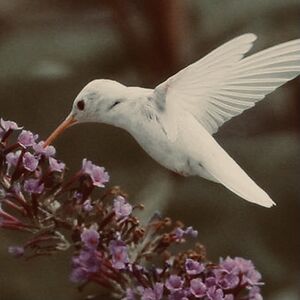 pericianchette avatar