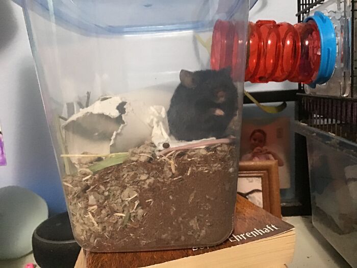 My Chonky Looking Mouse.