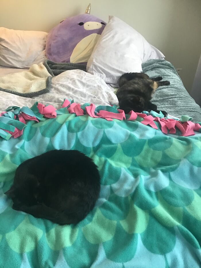 My Cats Figured Out How To Share The Bed.