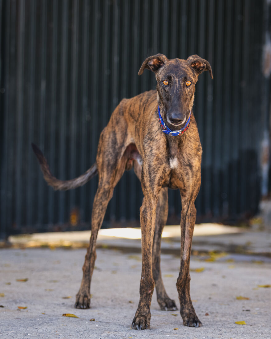 I Documented The Strife Of Rare Spanish Dog Breeds In This Shelter, And It's Mortifying