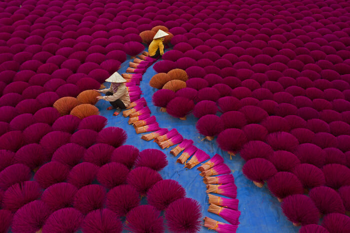 Two workers arranging vibrant incense sticks in a field, featured in the Environmental Photographer of the Year 2021 contest.