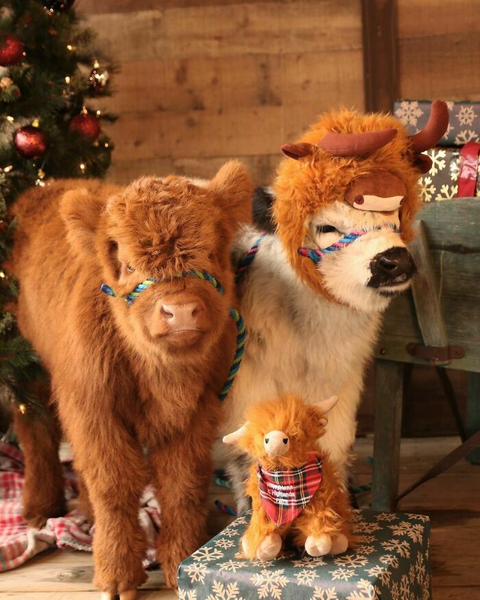 Holland & Ridge Modeling For Christmas Photos