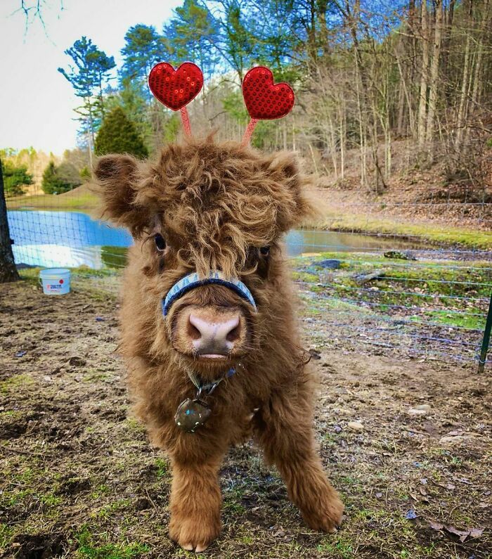 Baby Scotty Loves You!