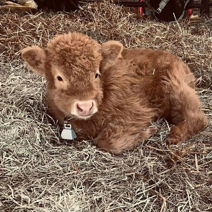 Check Out The New Bell