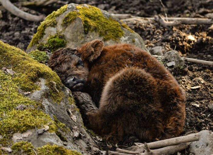 Can There Be Anything More Touching