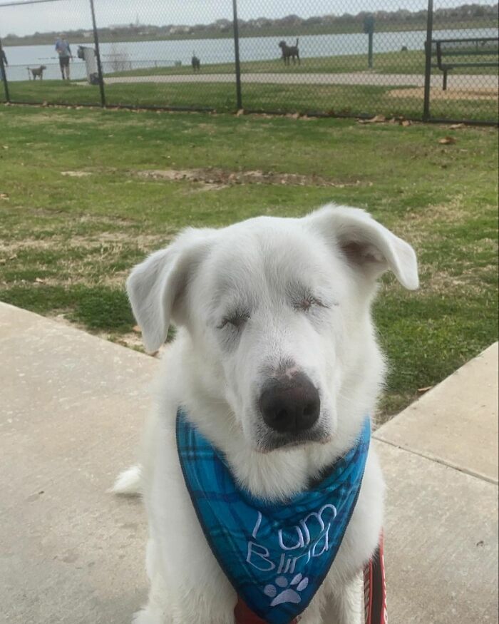 The Moment When A Blind Dog Realized She Was Going To The Dog Park Won People's Hearts On The Internet
