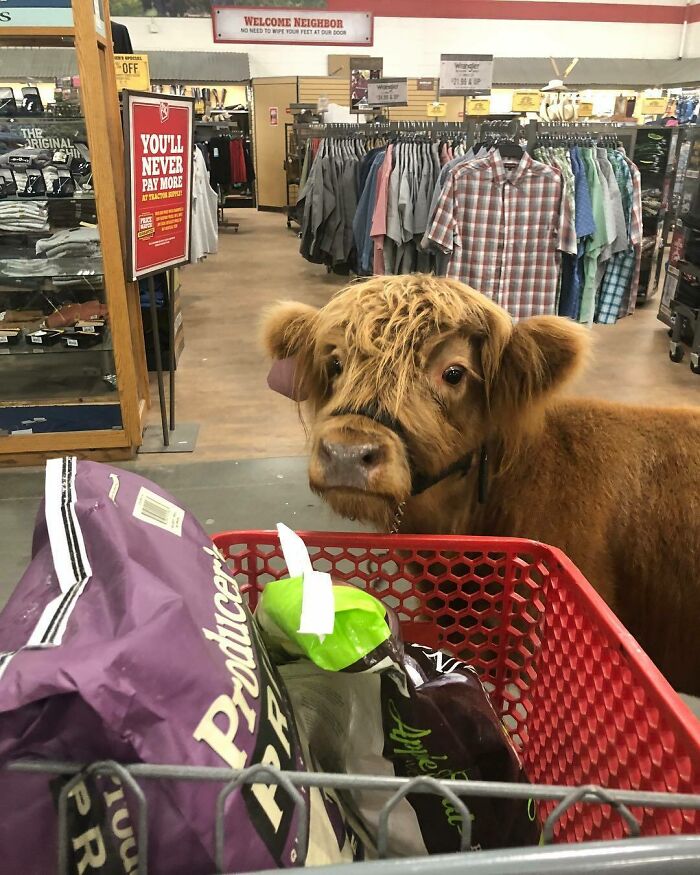 James With His Buggy Full Of Goodies On Our Shopping Trip