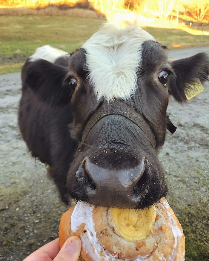 Just Like His Mom Julie, He Is Now Crazy About Pastries
