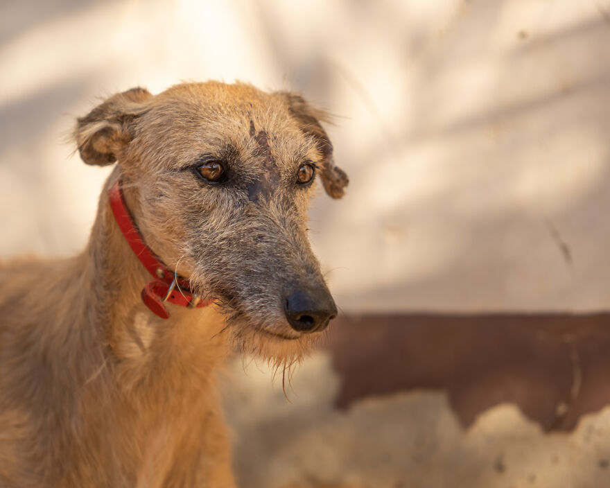 I Documented The Strife Of Rare Spanish Dog Breeds In This Shelter, And It's Mortifying