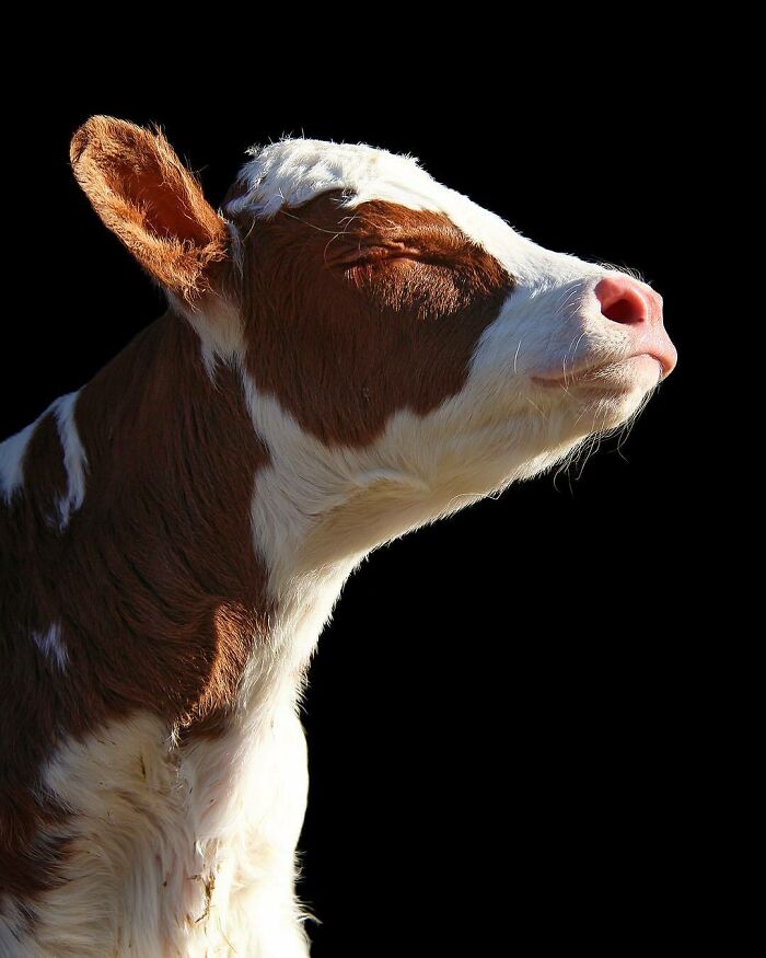 Adorable cow basking in the sunlight against a black background.